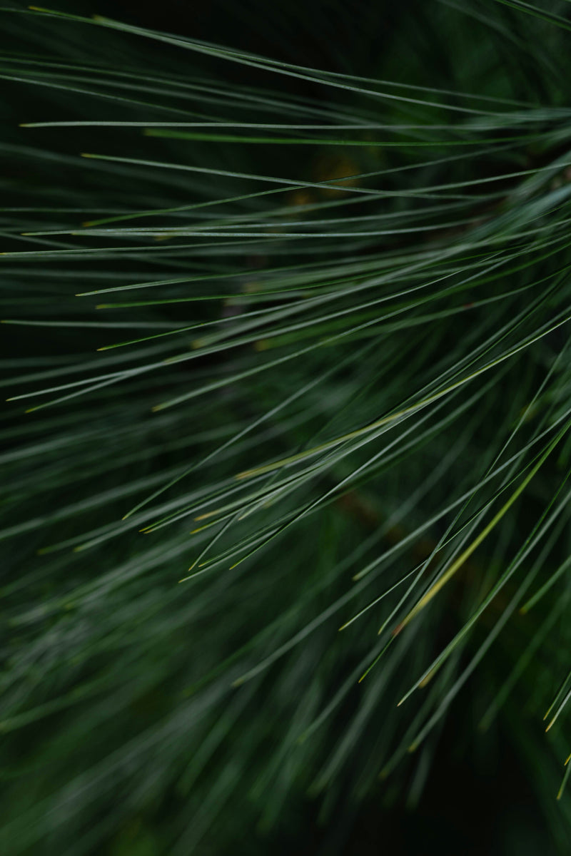 ISO 14001