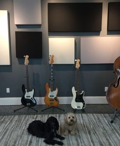 Eric Johnson GIK Acoustics Acoustic Panels with Bass and Dogs