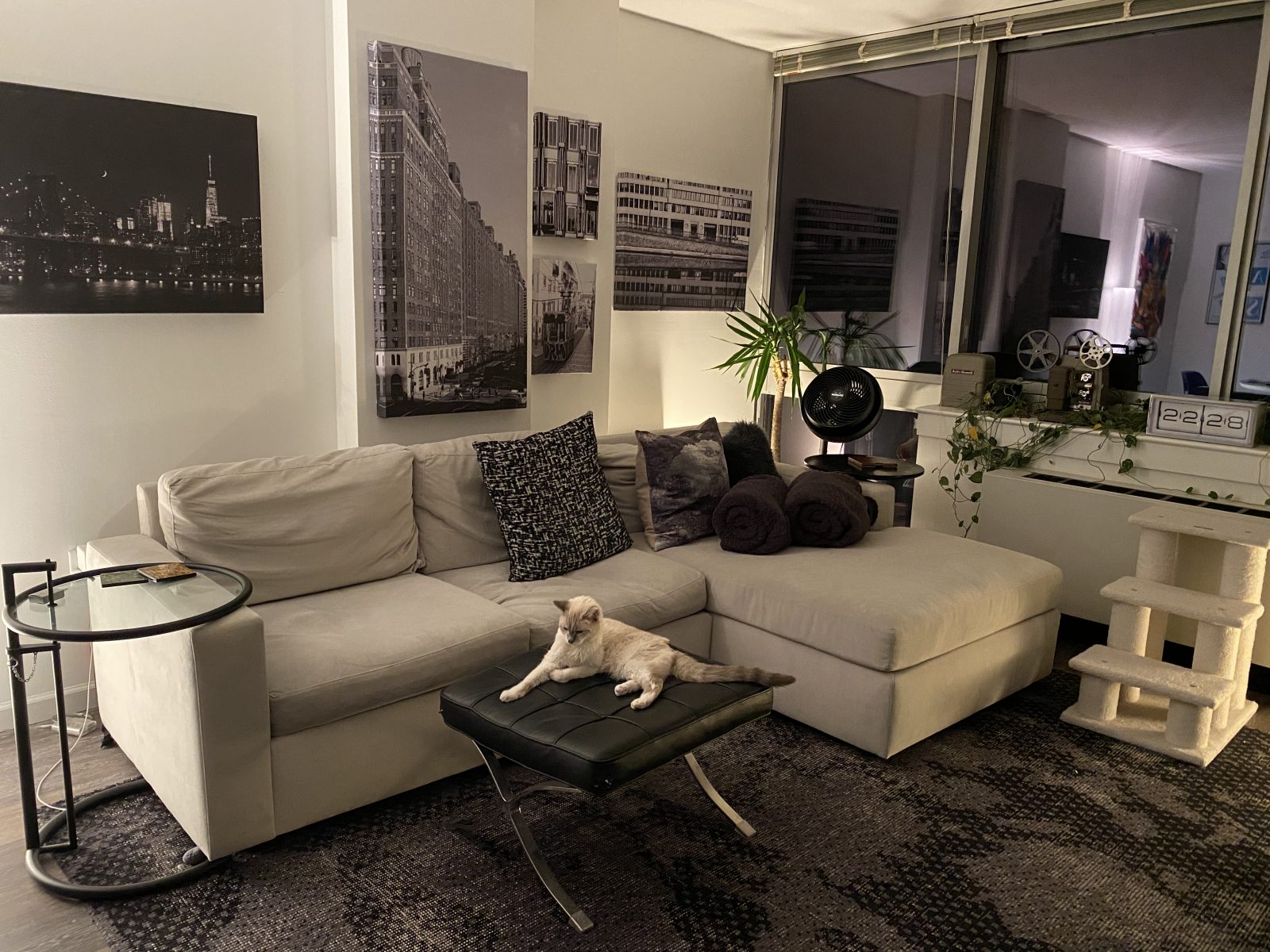 Living room with acoustic wall art and a cat